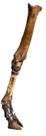 Dromeosaur game element 3