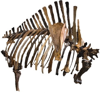 Dromeosaur game element 5