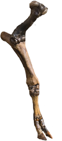 Dromeosaur game element 6