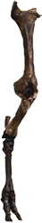 Dromeosaur game element 7