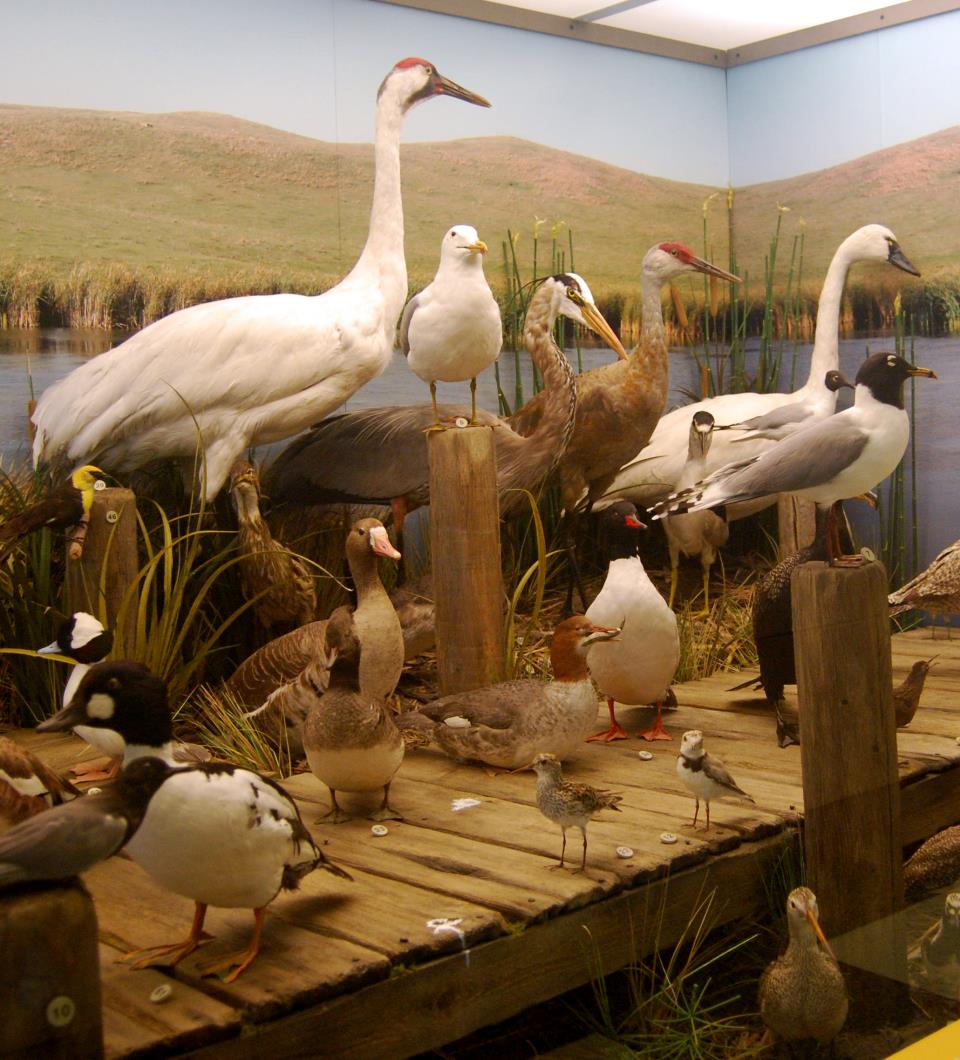 Birds of North Dakota exhibit photo