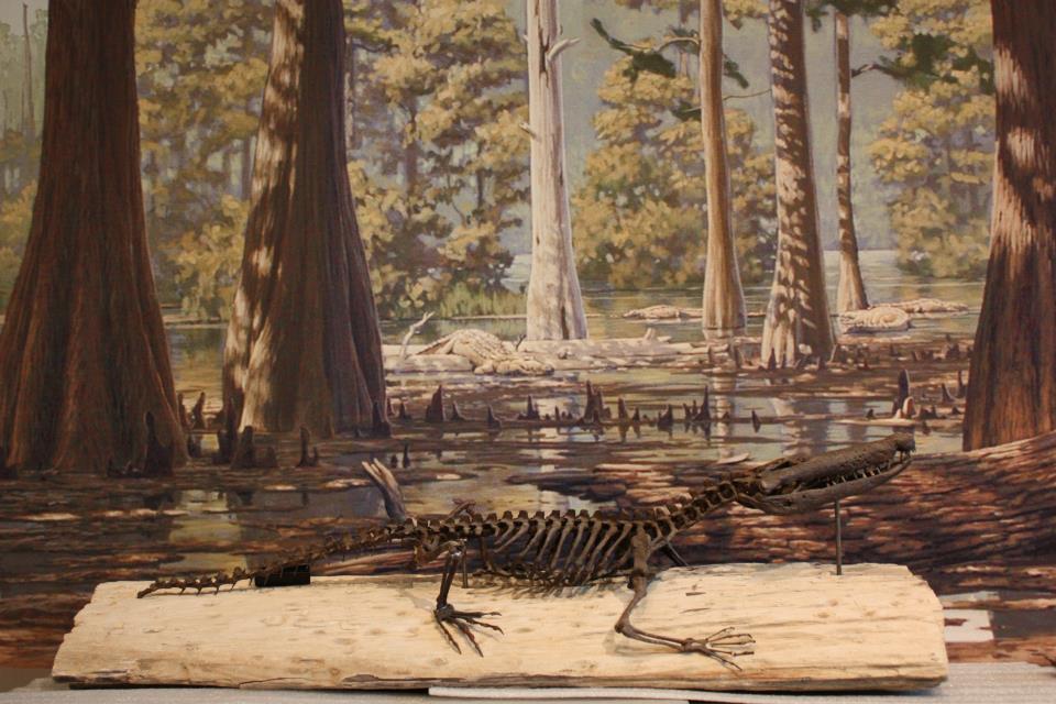 Skeleton of the crocodile Borealosuchus