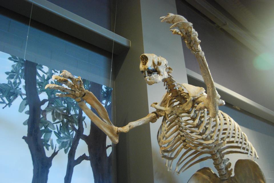 Skeleton cast of the 8-foot tall ground sloth Megalonyx