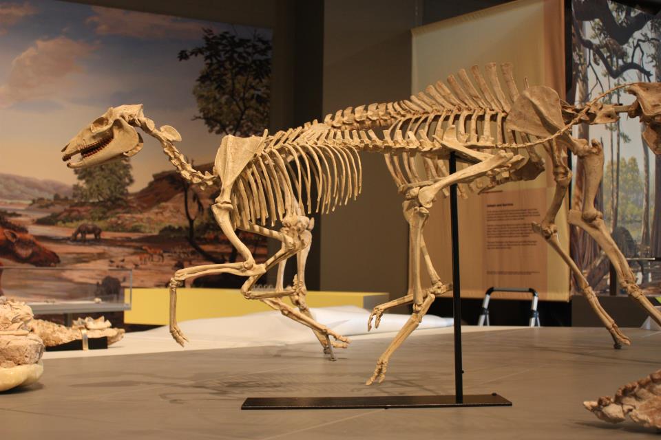 Skeleton of the three-toed horse Mesohippus