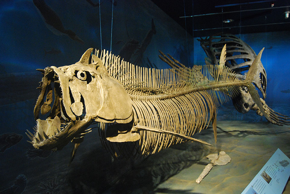 Skeleton cast fo the giant tarpon-like fish Xiphactinus