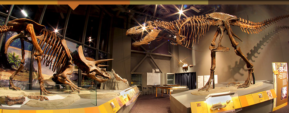 A triceratops fossil and t. rex fossil look at each other in an exhibit.