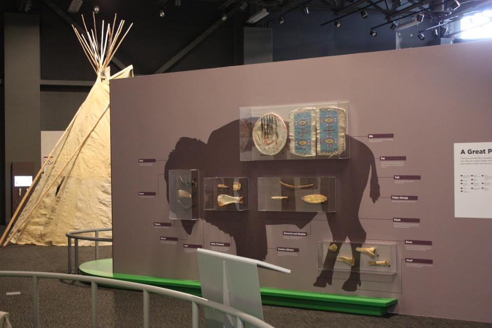 Bison | North Dakota Heritage Center & State Museum