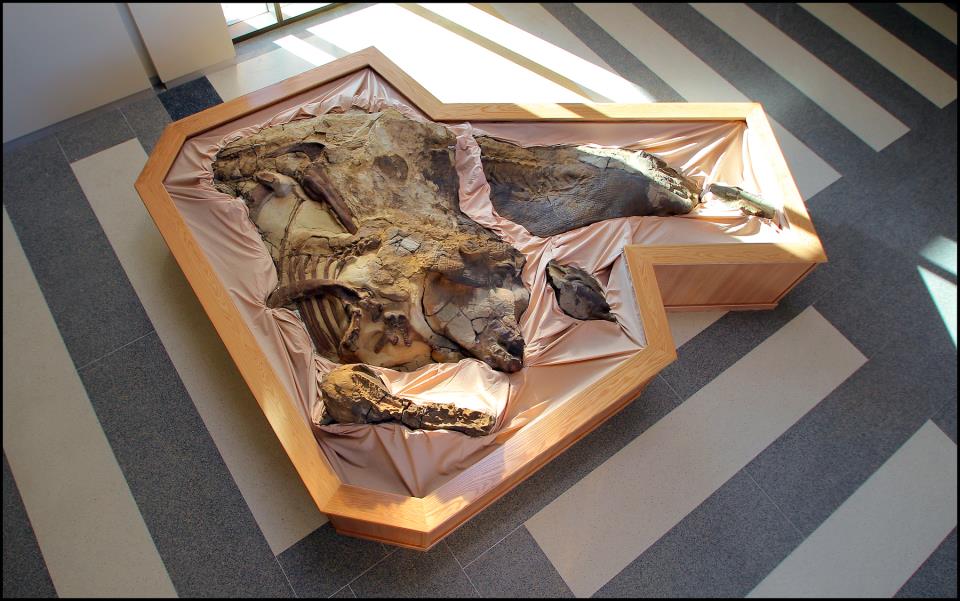 Dakota the mummified dinosaur