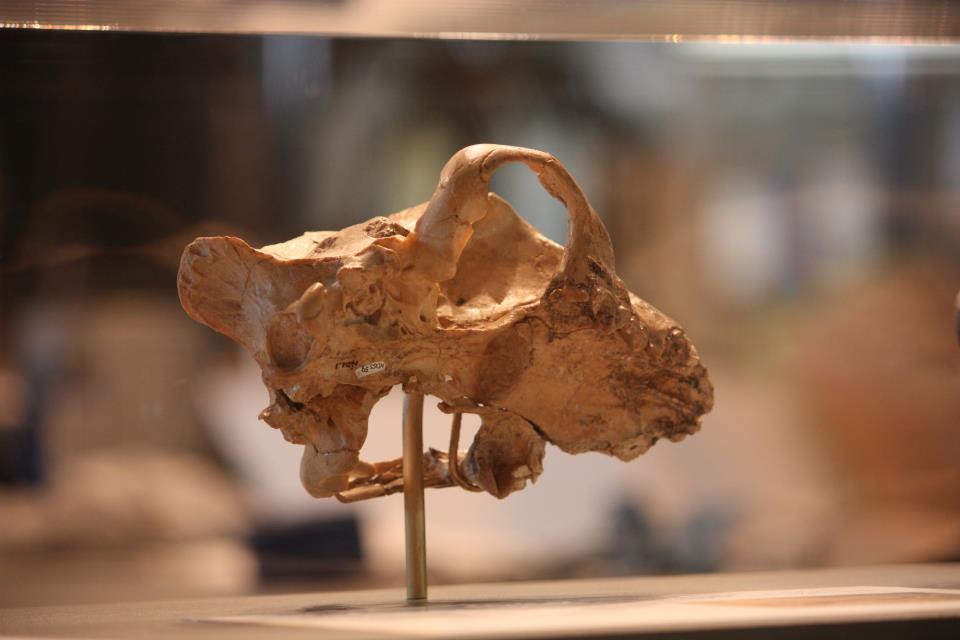 Dinictis Skull