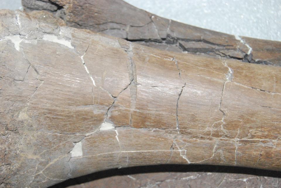 Edmontosaur leg