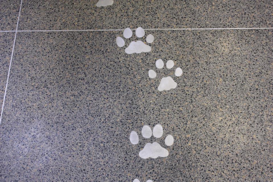 Sabertooth Cat Footprints