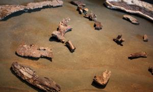 Fossils of giant sea turtle names Archelon