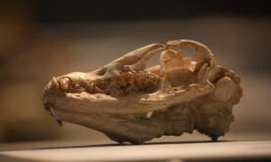 Skull of Daphoenus