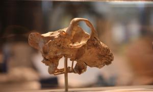 Skull of Dinictis