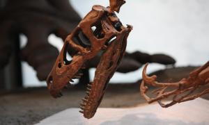 Dromaeosaurus skull