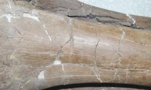 Edmontosaur leg bone with teeth marks