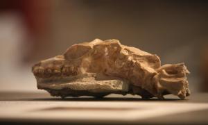 Skull of a Hyaenodon