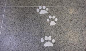 Metal Saber-toothed cat prints in a floor