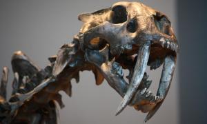 Skull of a Smilodon