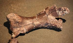 Triceratops leg bone