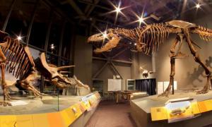 Triceratops and T. rex skeletons on platforms facing each other
