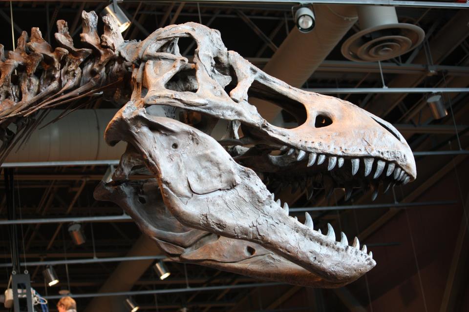 Skull cast of Tyrannosaurus rex